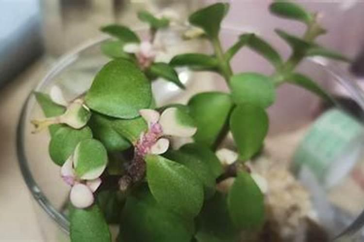 养花得了白粉病怎么办？