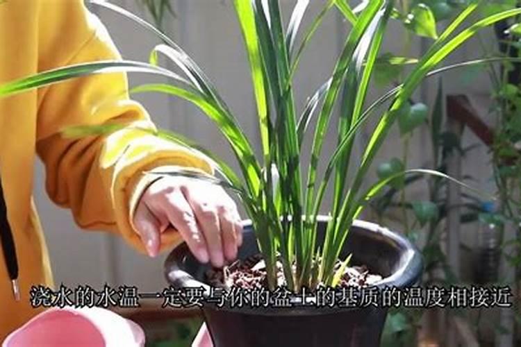 冬天兰花怎么浇水,冬季养兰花的注意事项