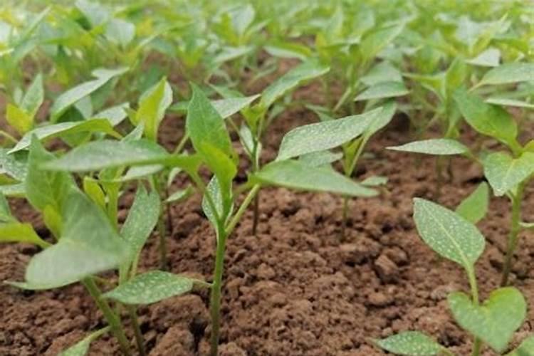 辣椒苗喷什么生根快