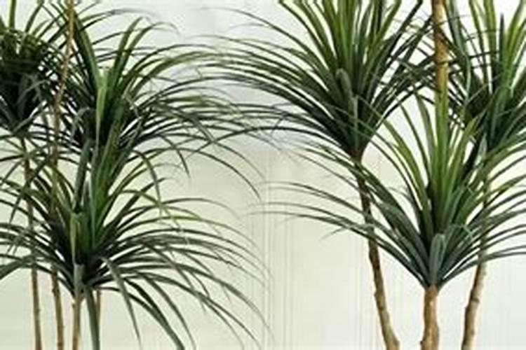 龙血树如何施肥