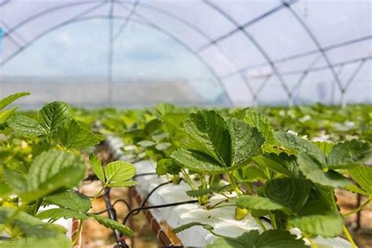 草莓怎么施肥和浇水