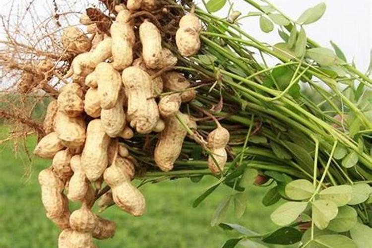 花生专用肥氮磷钾含量？花生高产套餐三遍药价格？