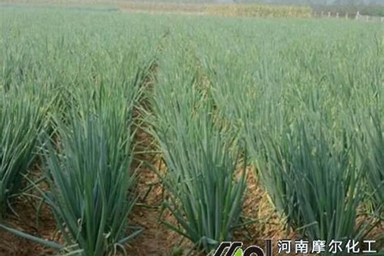 大葱高产管理措施!大葱后期施什么肥料好？