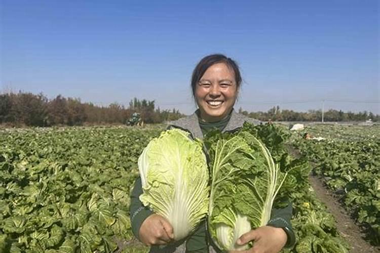 小麦专用肥可以在蔬菜？