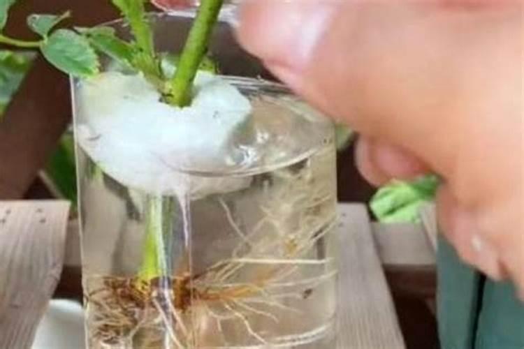 月季花开败了怎样处理