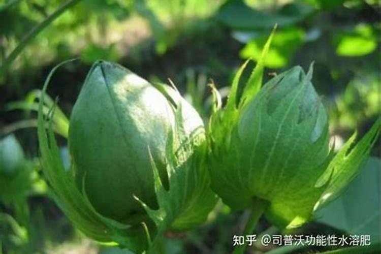 木醋液水溶肥新疆采购价格