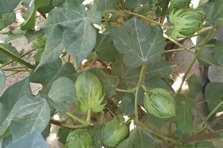 流体硼微量元素水溶肥的作用与功效