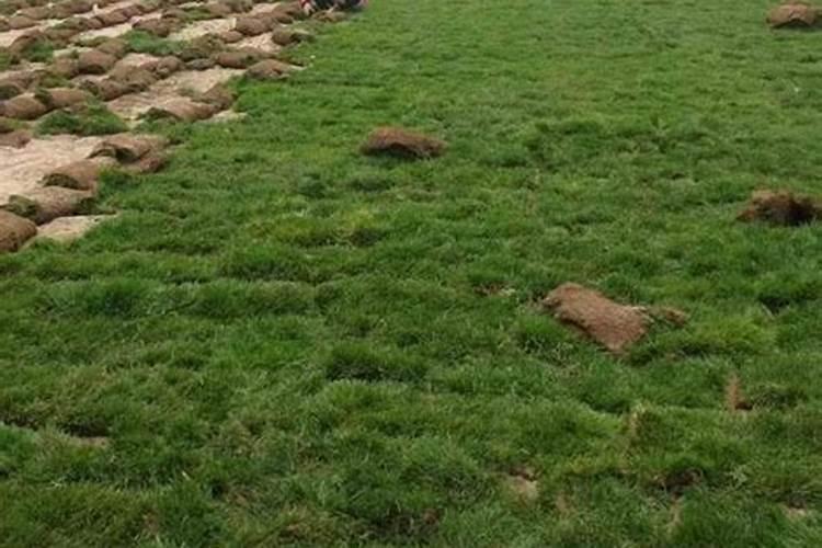 苦瓜施肥用什么肥料