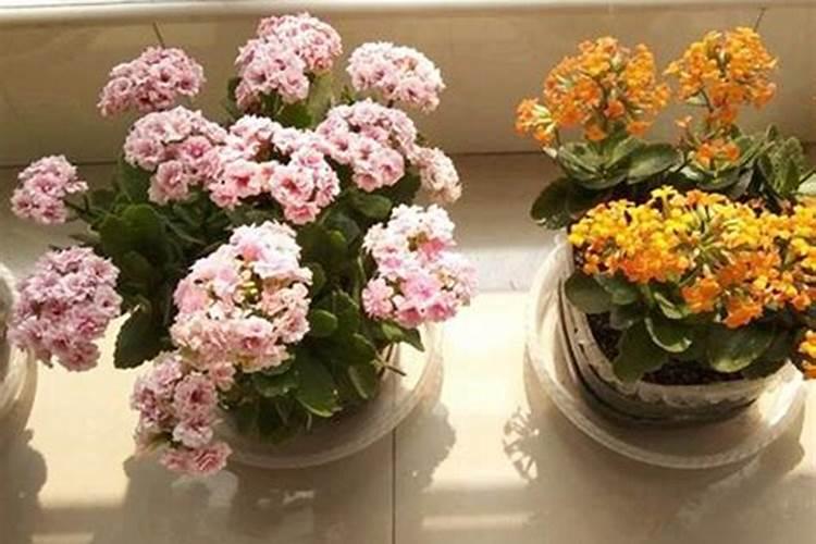 长寿花浇什么肥开花花卉百科