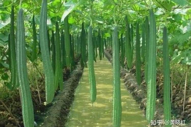 丝瓜追肥的正确方法