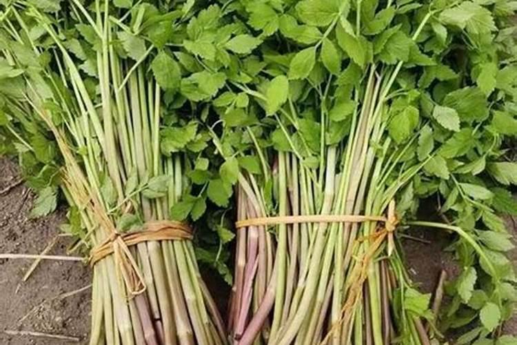 芹菜烂叶烂秆,缺硼缺钙是主因,农户需要记好哪几点？