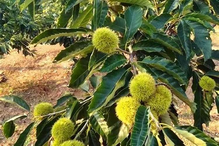 板栗树怎么才能高产