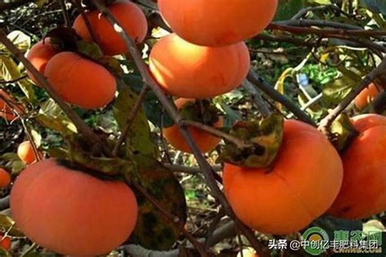 柿子树的种植管理方法