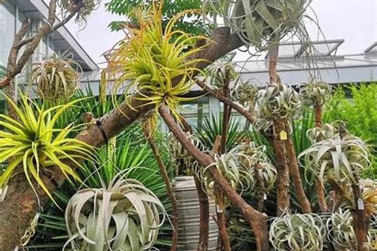 空气凤梨用什么肥料好