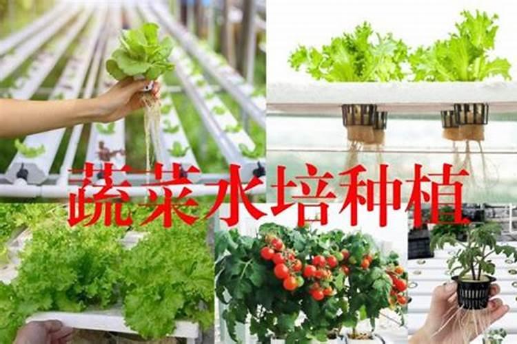 水培蔬菜时,如何正确使用硝态氮与铵态氮哪个见效快？