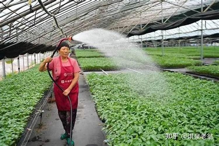 喷施农药、叶面肥,加入红糖效率翻倍？有这么神奇吗？到底咋回事百度知 ...