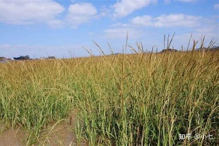 如何提高植物抗灰霉能力