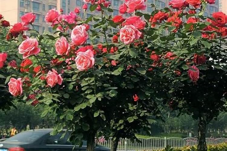 月季夏季施肥时间和方法