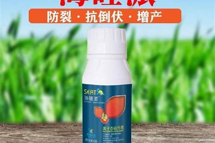 青稞亩产量多少斤 青稞的亩产量多少