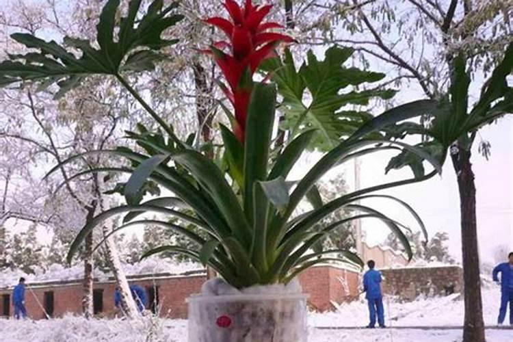 蓝莓种植技术引导(四)