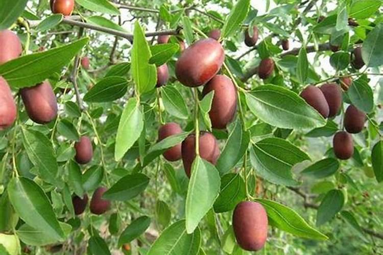 大枣膨果防裂增甜着色的要点,怎样让果实快速膨大？大枣保花保果防裂...