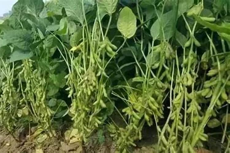 花蕾之后是什么花期