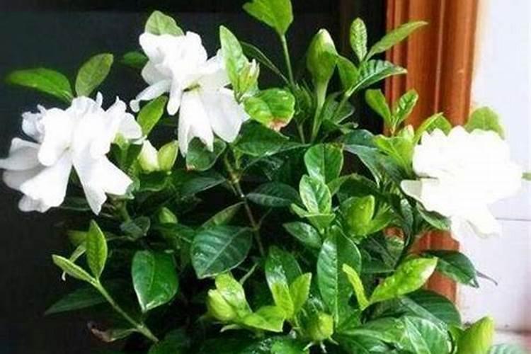 怎么让栀子花长高长粗