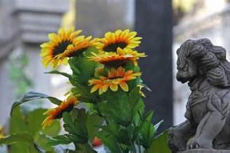 怎样对向日葵施肥