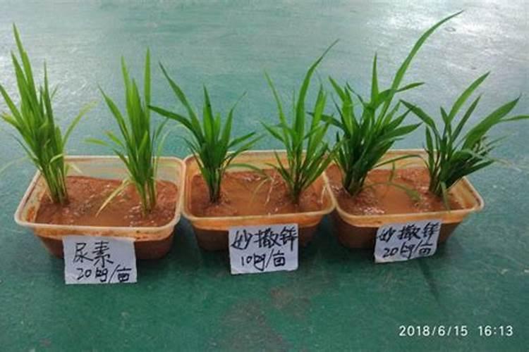 锌肥对玉米的作用