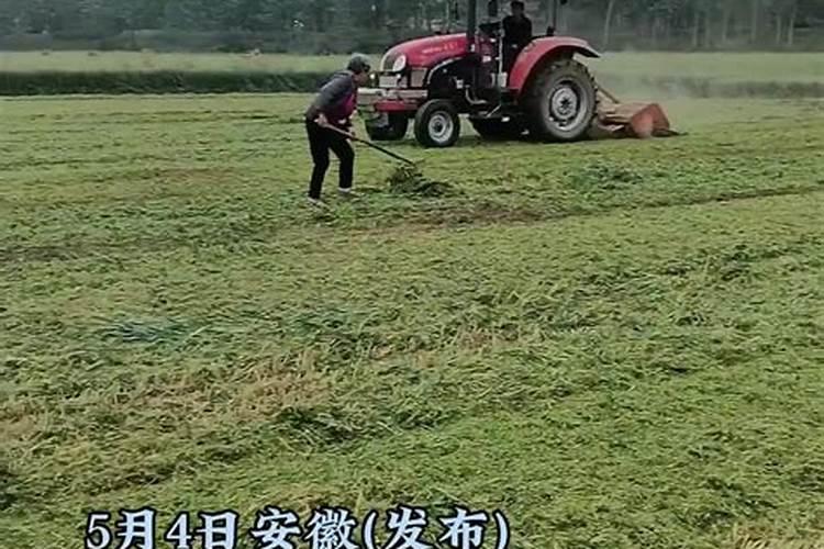 小麦开花期能打叶面肥吗