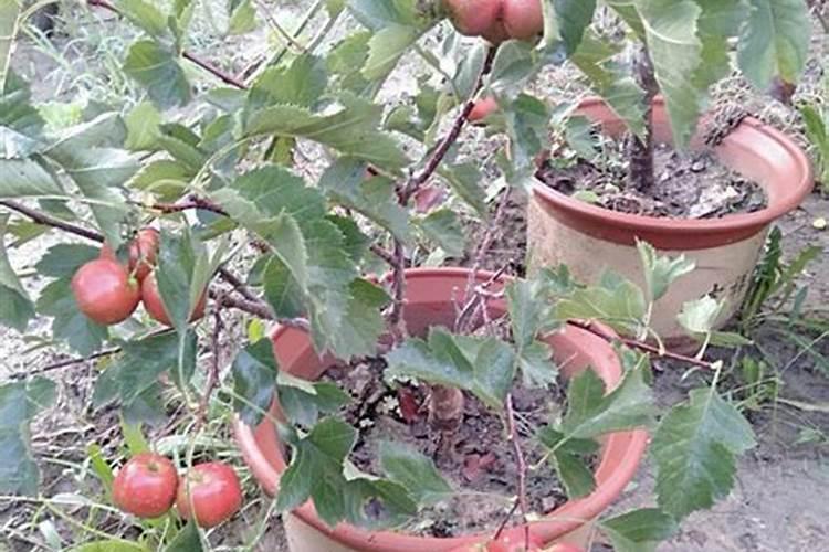 夏季可以给果树施肥吗