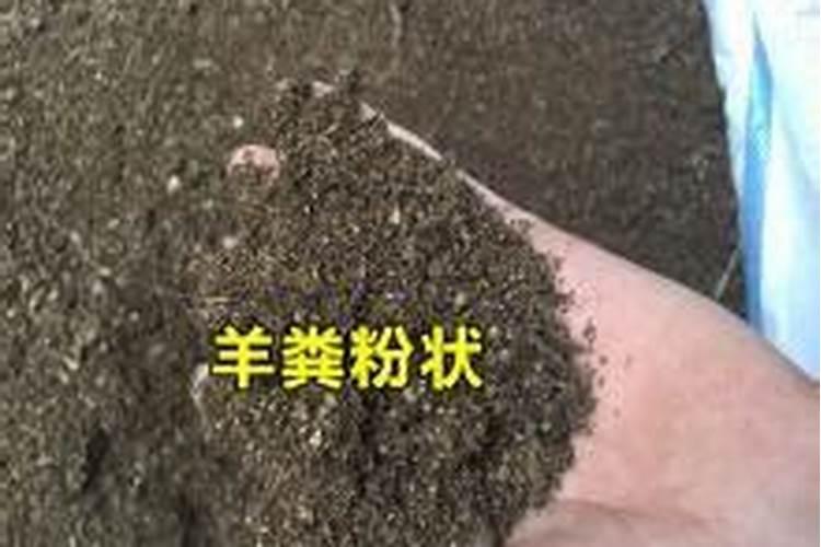 种大蒜最好的复合肥