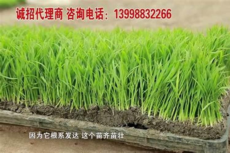 有机肥跟有机营养土有什么区别吗？