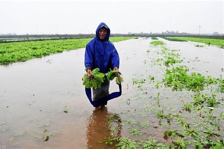 水稻撒了复合肥24小时就下雨,肥料会流失吗？