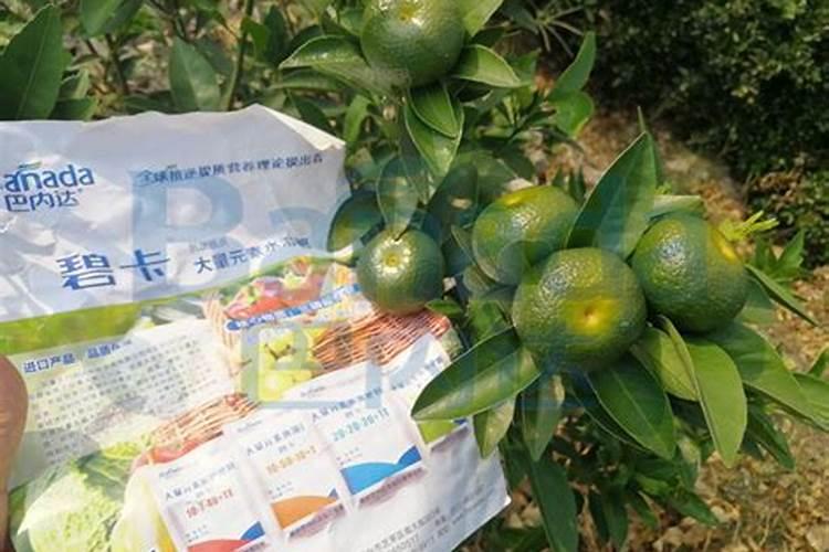 柑橘幼苗用什么肥料可以提苗