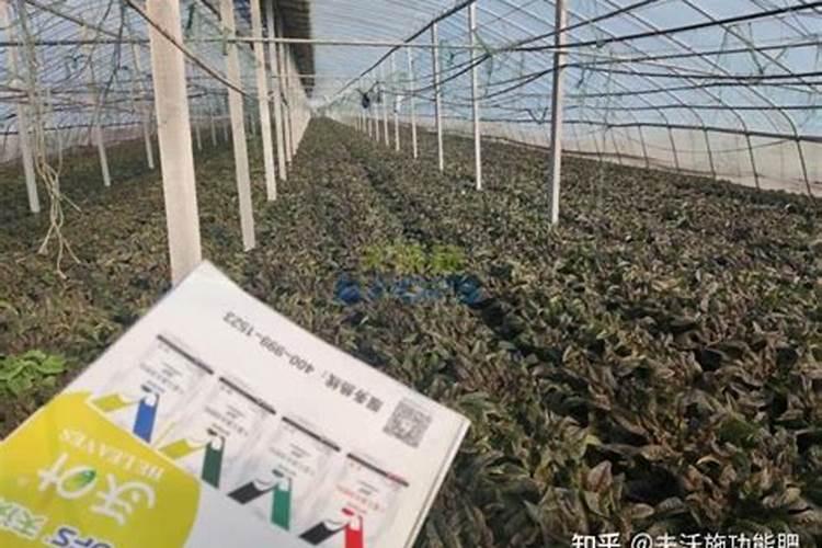 地栽月季春天施什么肥