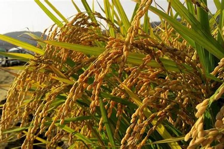 花白膨大后期上什么肥料？