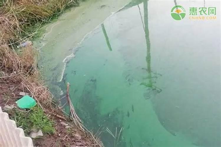 鱼塘蓝藻怎么治理