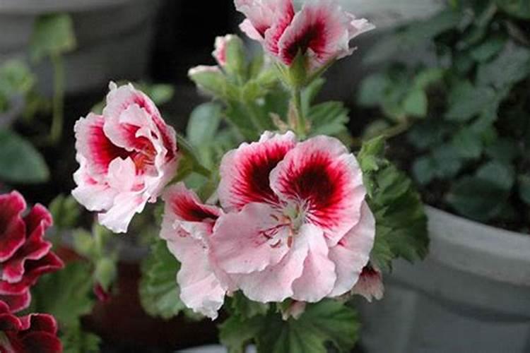 给天竺葵施肥需要注意什么？