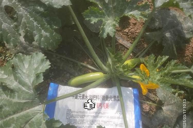 葫芦打什么药好