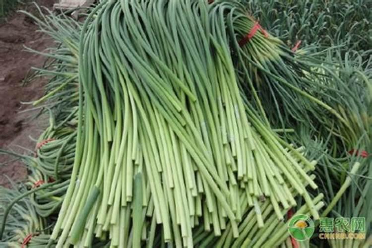 蒜苔拔了之后还要施肥吗