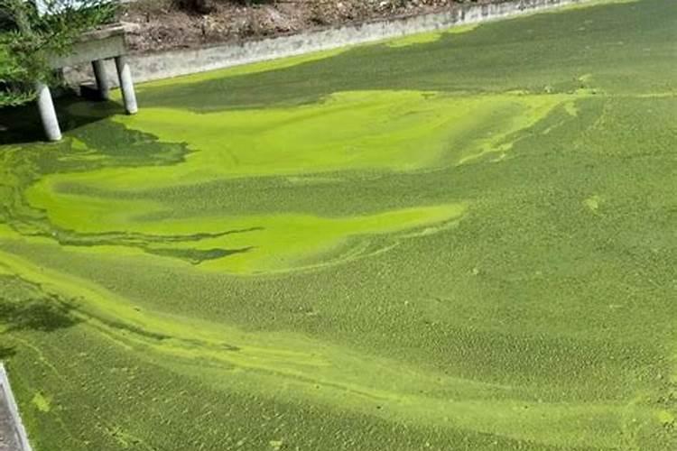 池塘里蓝藻怎么处理 鱼塘长蓝藻是什么原因