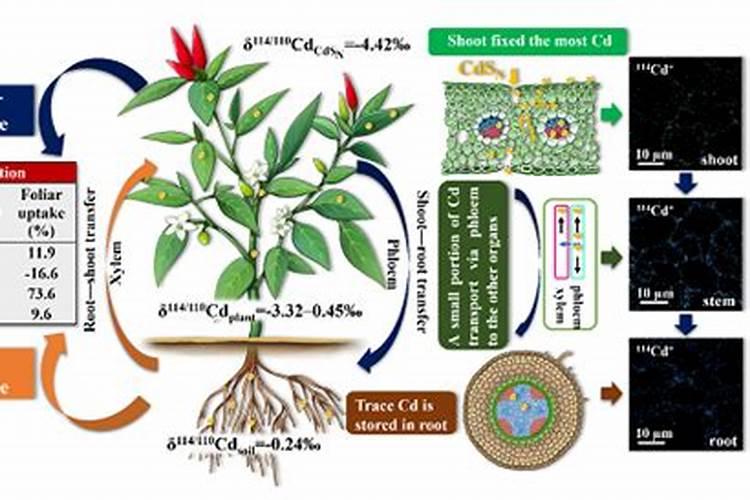 叶面肥是水溶肥吗 水溶肥叶面肥区别在哪