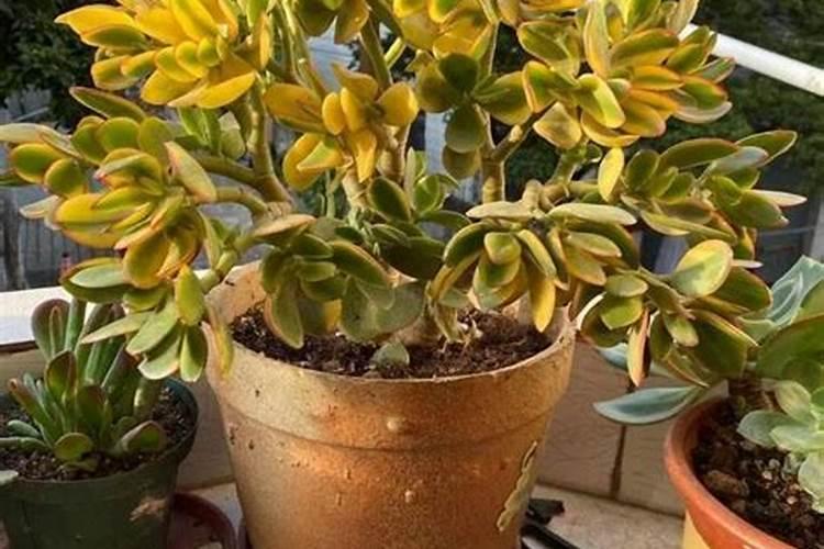 南瓜的播种量是多少