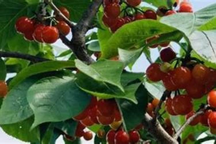 樱桃打什么叶面肥长的快？樱桃什么肥可以果实膨大？