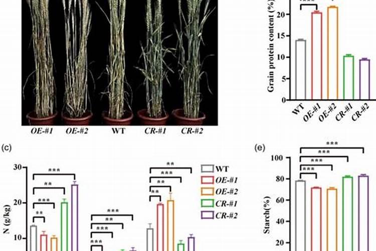 小麦需要什么含量的肥料