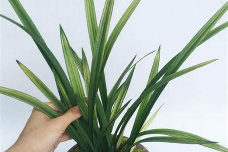 四季兰怎么养才能开花 四季兰如何养殖