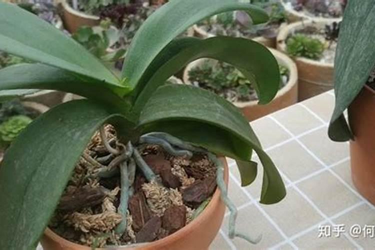 四季兰怎么防治病虫害