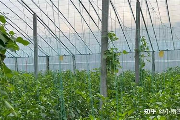 辣椒花芽分化冲什么肥料好