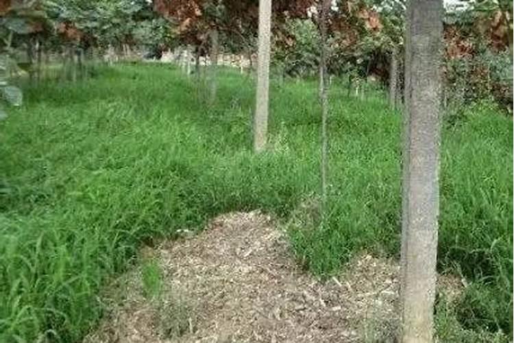 弥猴桃开花要打保花和保果的药水吗？